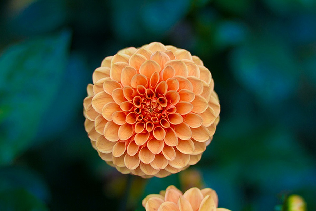 Close-up photograph of an orange flower against a soft green background